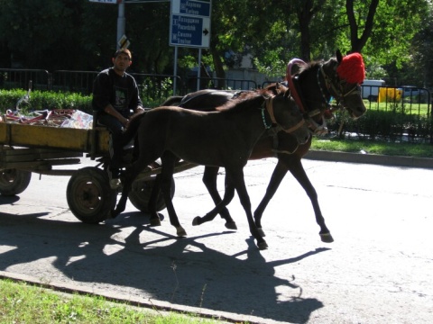 60Plovdiv_54_horse