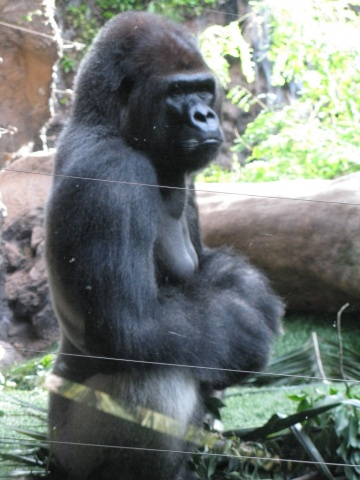 TN_Loro_Parque_09