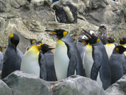 TN_Loro_Parque_11