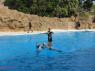 TN_Loro_Parque_31