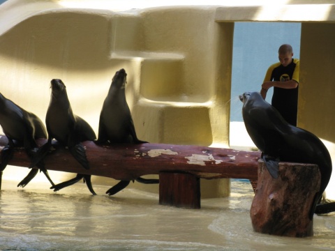 TN_Loro_Parque_43