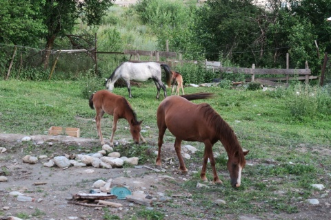 9_Mestia_182