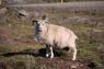 sheep_6