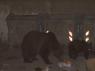 1Brasov54Bears_Brasov161