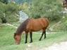 47Horses53