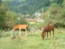 47Horses55