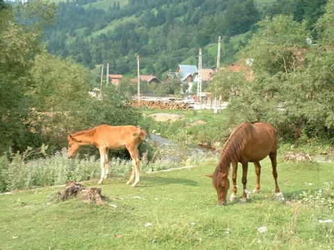 47Horses55