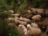 56Sheep103