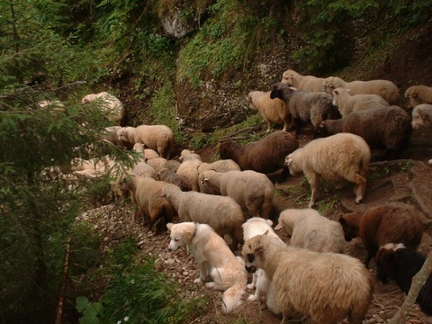 56Sheep103