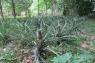 Ananas_30