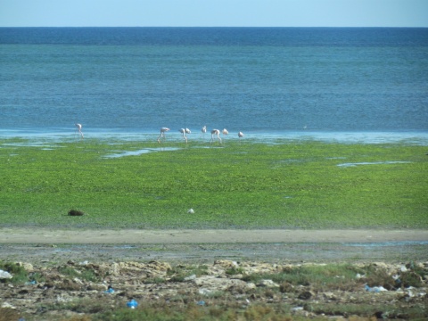 Pink_Flamings