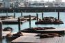 34_Sea_Lions_18