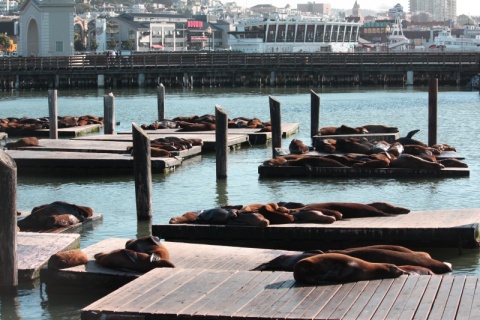 34_Sea_Lions_18