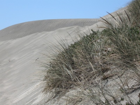 86_Pacific_Ocean_Beach_06