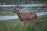50_Yosemite_427