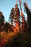 50_Yosemite_449